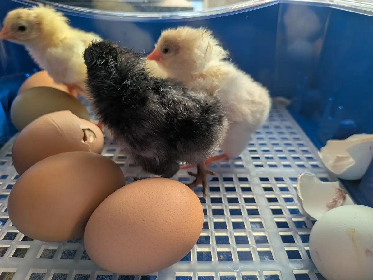 1000010239