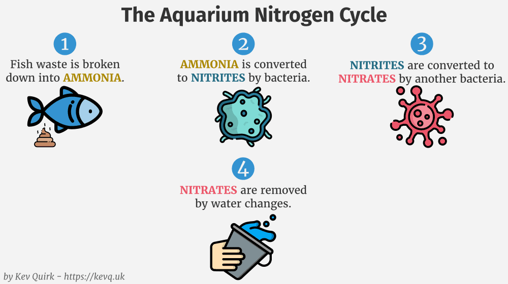 nitrogen-cycle-01