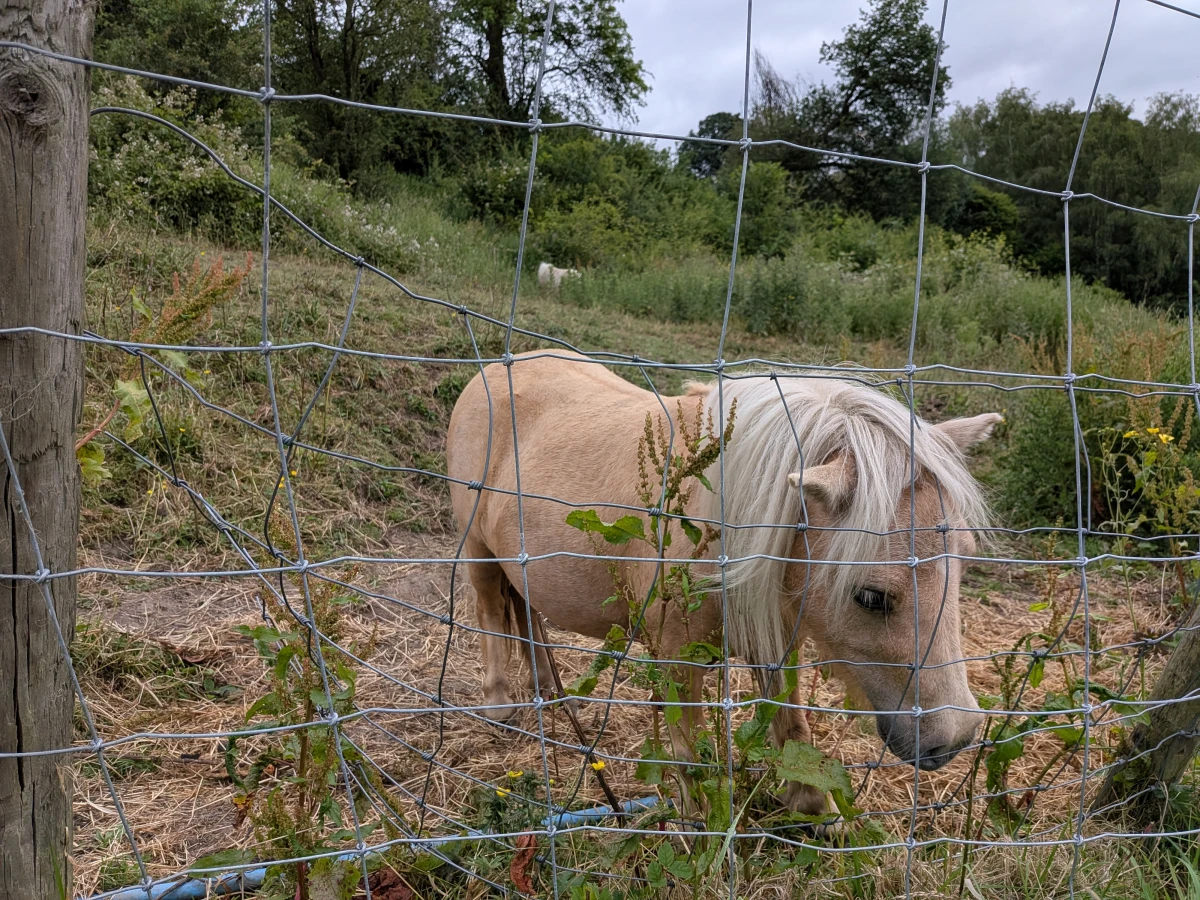 The local shetland pony, Barnie, says hello.