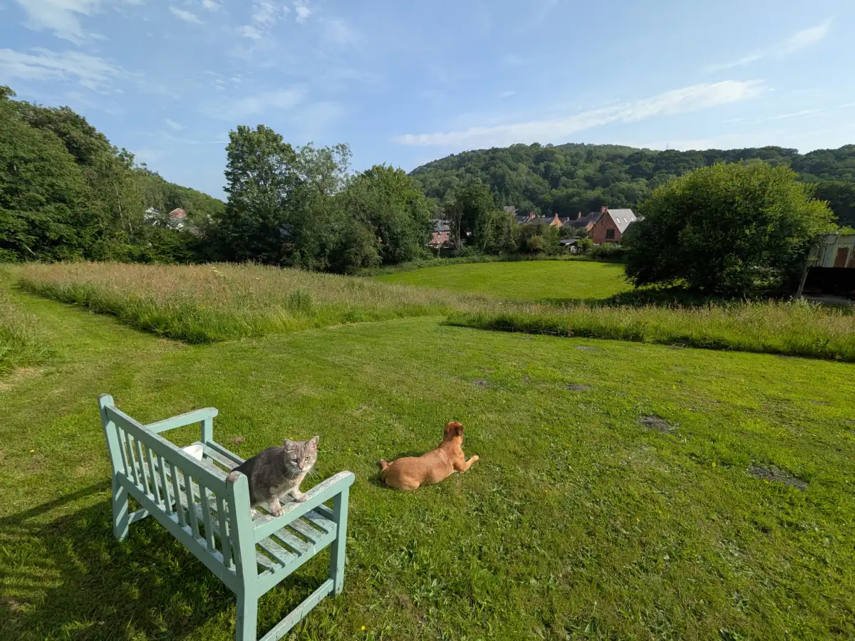 Wild flowers in field